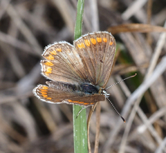 Aricia agestis