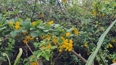Calceolaria crenata