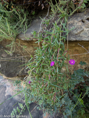 Delosperma monanthemum
