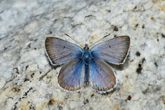 Icaricia saepiolus