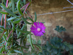 Delosperma monanthemum