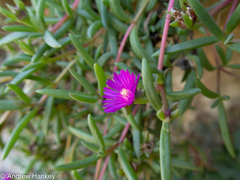 Delosperma monanthemum
