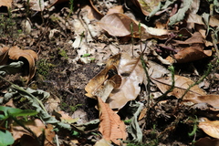 Satyrinae