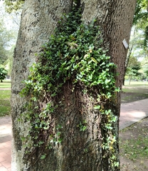 Tradescantieae