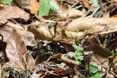 Satyrinae