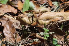 Satyrinae