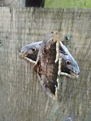 Saturnia pyri