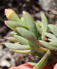 Lampranthus glomeratus