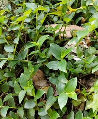 Tradescantieae