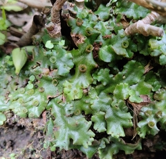 Marchantia