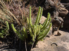 Crassula lanceolata