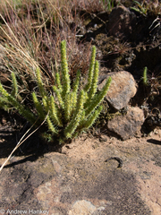 Crassula lanceolata