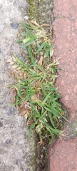 Poa annua