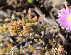 Lampranthus glomeratus