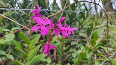 Epidendrum jamiesonis