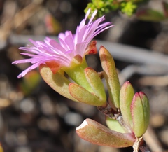 Lampranthus glomeratus
