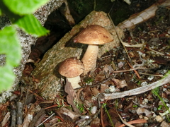 Leccinum