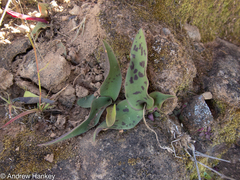 Ledebouria asperifolia