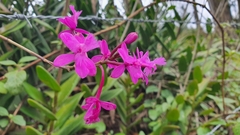 Epidendrum jamiesonis