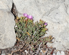 Lampranthus glomeratus