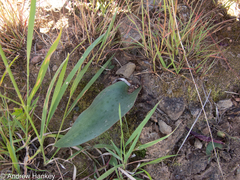 Ledebouria asperifolia