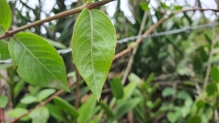 Epidendrum jamiesonis