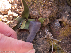 Ledebouria asperifolia