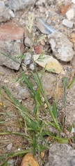 Poa annua