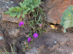 Delosperma monanthemum