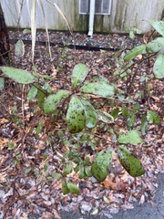 Mycosphaerella colorata