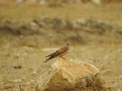 Falco tinnunculus