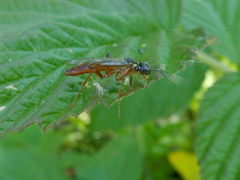 Tenthredo ferruginea