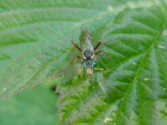 Tenthredo ferruginea