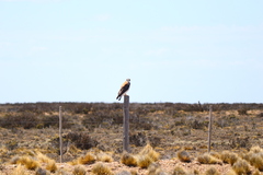 Geranoaetus polyosoma