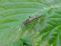 Tenthredo ferruginea
