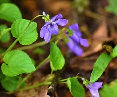 Viola reichenbachiana