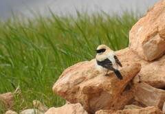Oenanthe hispanica
