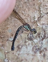 Heliocypha biforata