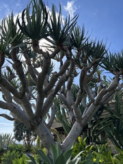 Yucca gigantea