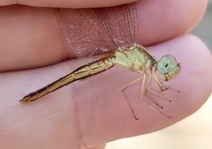 Neurothemis intermedia