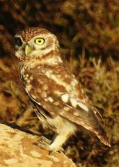 Athene noctua