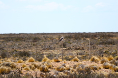 Geranoaetus polyosoma