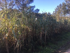 Arundo