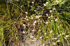 Erica capillaris