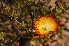 Drosanthemum bicolor