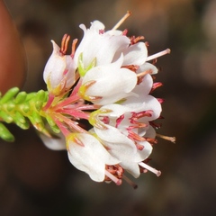 Erica capillaris