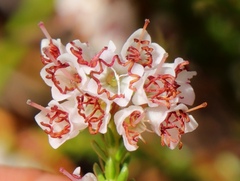 Erica capillaris