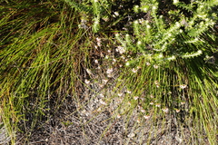 Erica capillaris
