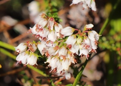 Erica capillaris