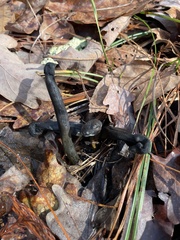 Sordariomycetes